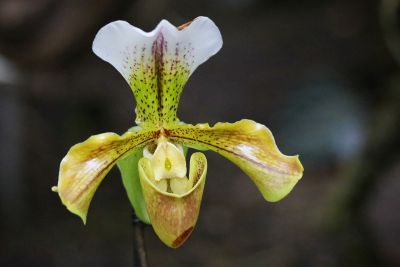 Paphiopedilum spec.