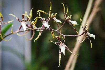 Brassia spec.