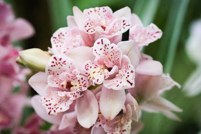Cymbidium spec.