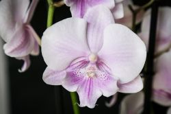 Phalaenopsis mit großer Lippe