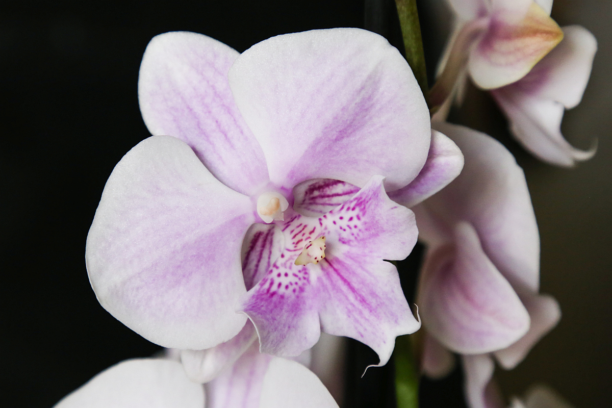 Phalaenopsis 'Big Lip' .