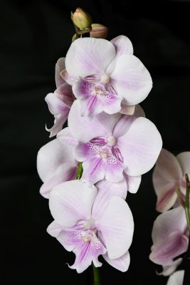 Phalaenopsis 'Big Lip'