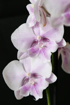 Phalaenopsis 'Big Lip'