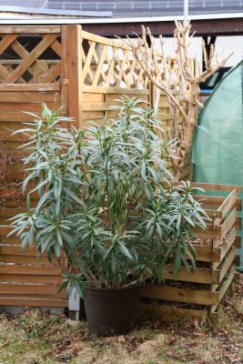 Überwinterter Oleander