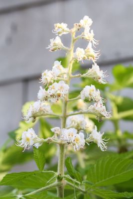 Offene Blüten der Roßkastanie