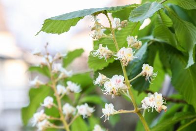 Blüten an Roßkastanie