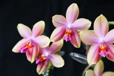 Phalaenopsis Liodoro