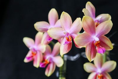 Phalaenopsis Liodoro