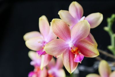 Phalaenopsis Liodoro