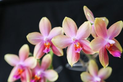 Phalaenopsis Liodoro