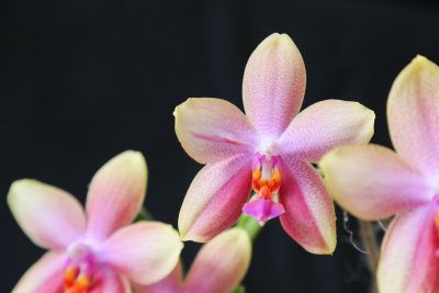 Phalaenopsis Liodoro
