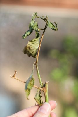 Braune Triebe an Chili