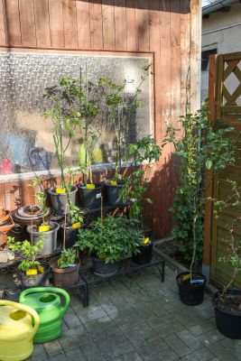 Chilis zurückgeschnitten