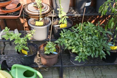 Chili 'Aji Lemon' nach der Überwinterung
