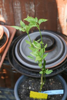 Chili 'Aji White Wax'