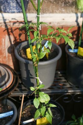 Überwinterte Chili Cayenne