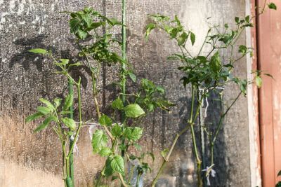 Glockenchili und Jalapeno Concho