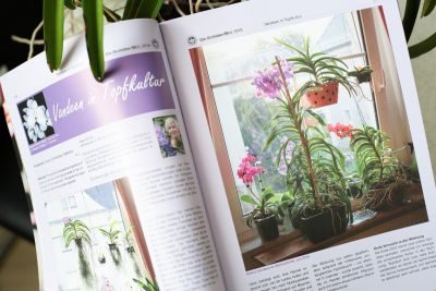 "Vandeen in Topfkultur" in Ausgabe 4/2018