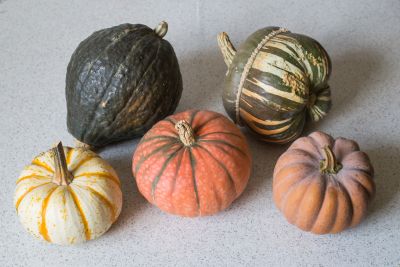 (v.l.n.r.) Kürbis Lil Pumkemon, Mountaineer Hubbard, Speckled Hound, Bischofsmütze Alladin, Mini Musk