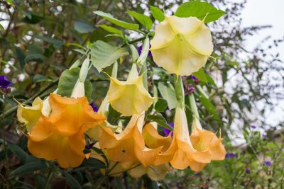 Gelbe Blüten der Engeltrompete